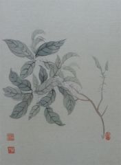 杨柳作品花