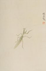 杨柳作品草虫