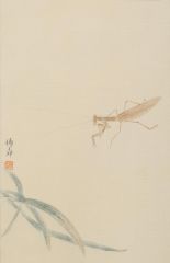 杨柳作品草虫